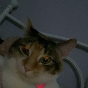 Meet your Posher, Brady